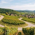 Die schönsten Weinstraßen Deutschlands für Weinliebhaber