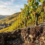 Wein und Terroir: Wie Boden und Klima den Geschmack deutscher Weine prägen